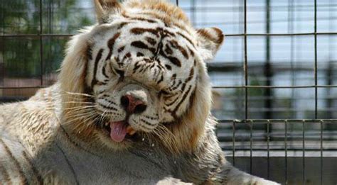 Conoce a Kenny, el tigre blanco con síndrome de down- FOTOS