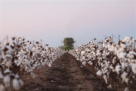 Plains Cotton Cooperative Association Pcca