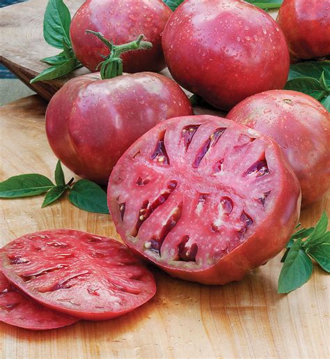 Heirloom Cherokee Purple Tomato Plant 25 Pot Great Taste And Yields