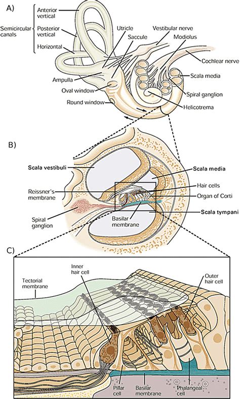 Anatomy Of The Cochlea A The Overall Structure Of The Inner