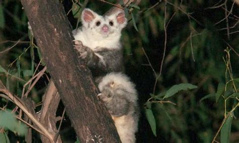 Scientists Discover New Marsupial Species In Australia Cnn The