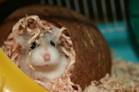 Robo Hamsters Size Behavior Lifespan Diet And Much More