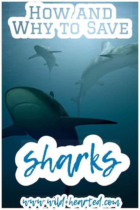 Save The Sharks Shark Conservation Organizations To Follow Support