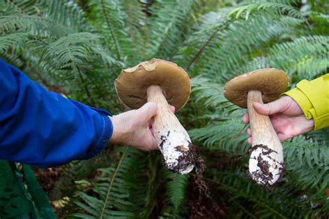 Guided Mushroom Foraging Hike At Fort Stevens State Park Angela Travels