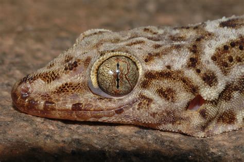 The Eastern Ghats Yield Two New Species Of Large Geckos