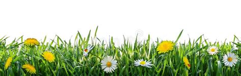 Green Grass With Flowers Natural Background Stock Photo Image Of