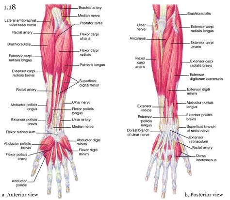 Mini Handbooks: Skeletal Muscle Group IV