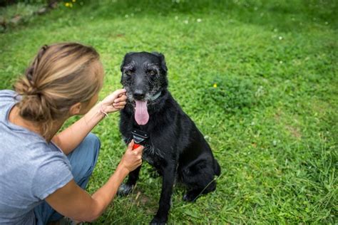 How To Care For A Blind And Deaf Dog Cuteness