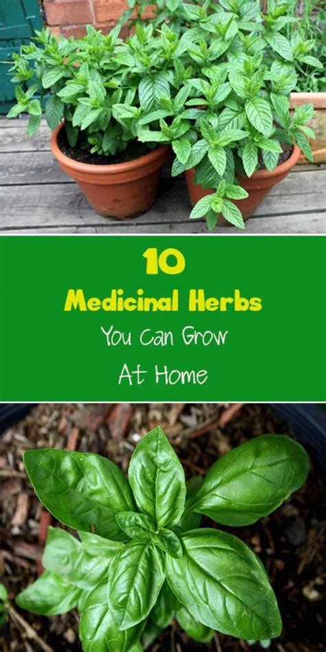 10 Medicinal Herbs You Can Grow At Home Medicinal Herbs Organic