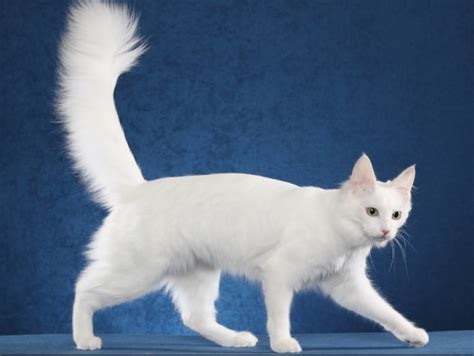 Rp 900.000 + kandang kucingkucing anggora lucu umur 1 tahun, lincah, sehat dan pintar. Gambar Kucing Anggora Asli - Gambar Kelabu