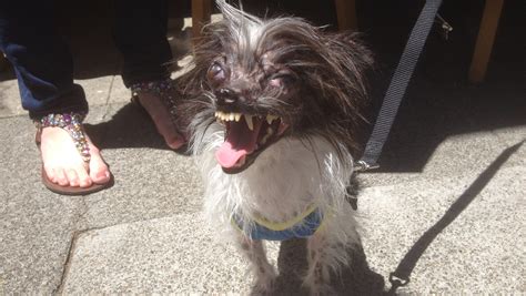 Embracing The Ugly At The Worlds Ugliest Dog Contest