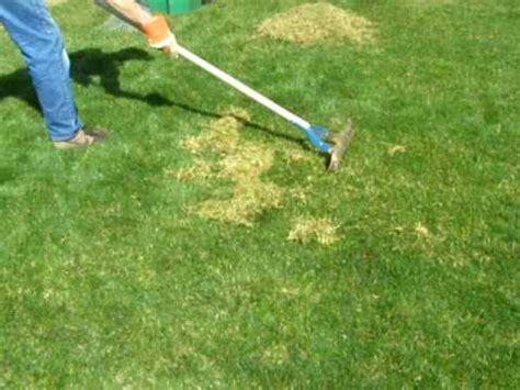 If you've never dethatched a lawn before, you can expect to rake up a lot of material. Hand Thatching Seattle Bothel Mill Creek Lynnwood Everett - YouTube