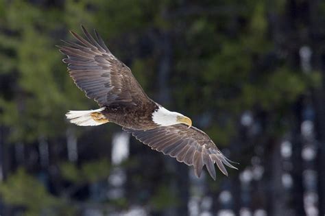 Bald Eagle Winter Flight Photograph By Ken Archer Pixels