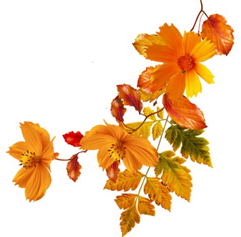 Flower Autumn Clip Art Orange Flowers Png Download 600590 Free