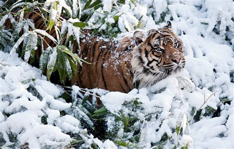 Wallpaper Winter Snow Tiger Images For Desktop Section кошки Download