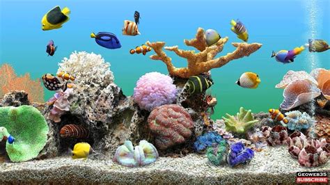 Marine Aquarium Screensaver Best Fish Tank 3 Hours Of