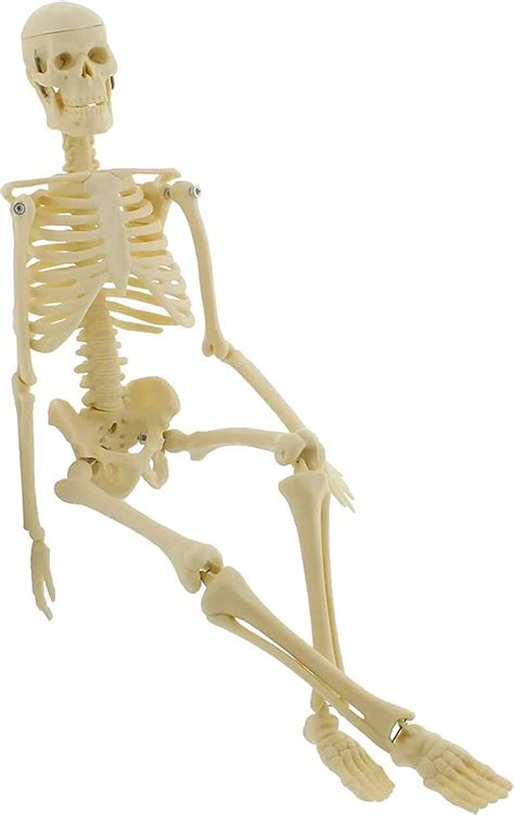 Medical Models Anatomical Model Mini Skeleton Human Skeleton Model For