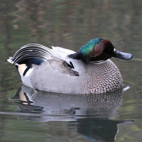 Falcated Duckteal