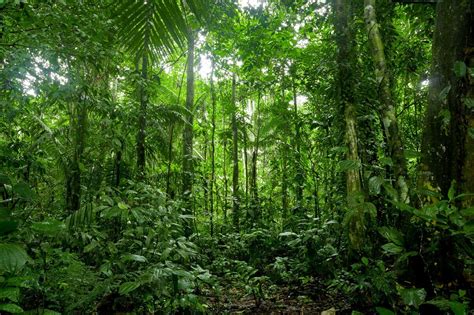 Las 13 Características De La Selva Más Importantes
