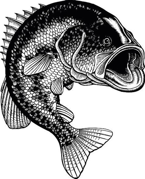 Largemouth Bass Vetores E Ilustrações De Stock Istock