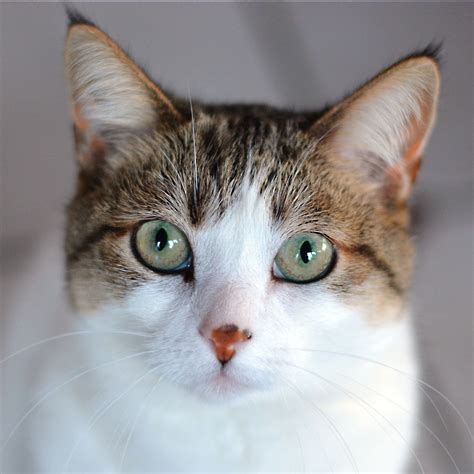 Specialized cat shelters may take only older cats, cats whose owners have died, or cats with special needs. Adoption Package - Upper Peninsula Animal Welfare Shelter
