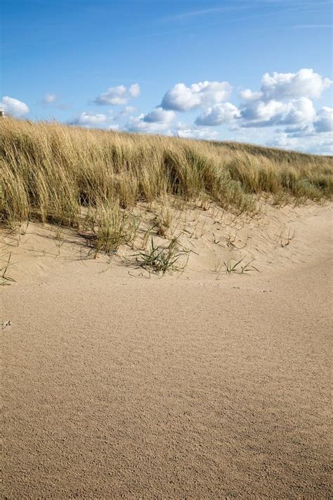 Grasses In A Sand Dune Under A Clear Blue Sky At Katwijk Aan Zee Stock