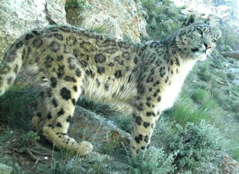 Snow Leopard Wikipedia