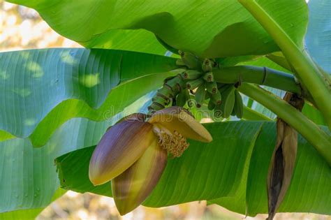 Close Up Green Bananas Hanging With Nice Flower On Banana Tree Musa