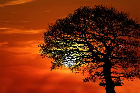 Tree Silhouette At Sunset Free Stock Photo Public Domain Pictures