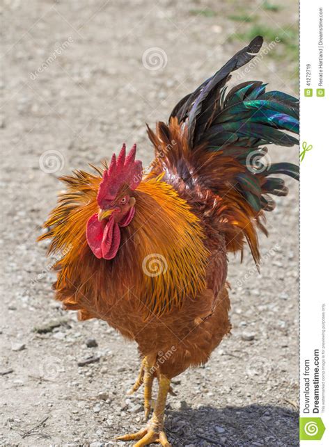 Angry Rooster Stock Image Image Of Blue Attack Green 41272719