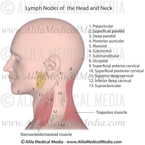 Lymph Nodes Of The Head And Neck Alila Medical Images