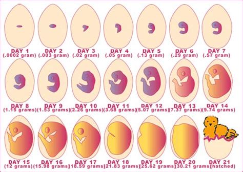 This explains the egg structure, inside and out. Over View of Different Stages of Egg Development | The ...