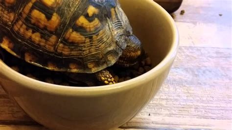 Zoo med box turtle food 6 oz (pack of 3) brand: My pet box turtle stealing cat food - YouTube
