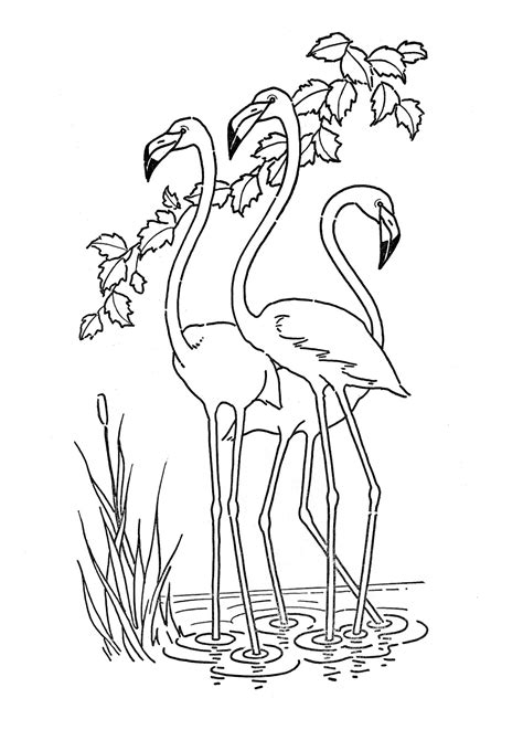 Dibujos De Flamingo Para Colorear E Imprimir Dibujos Colorearcom Porn