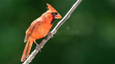 Northern Cardinal Perched On A Tree Branch Stock Photo Image Of Male