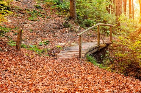 Bridge In Autumn Forest Stock Image Image Of Forest 61710395