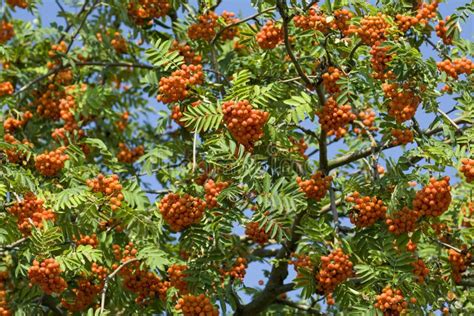 The Rowan Twig With Ripe Red Berries On A Tree Stock Photo Image Of