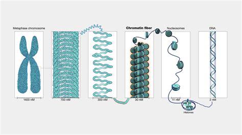 염색질chromatin과 염색체chromosome의 차이점 네이버 블로그