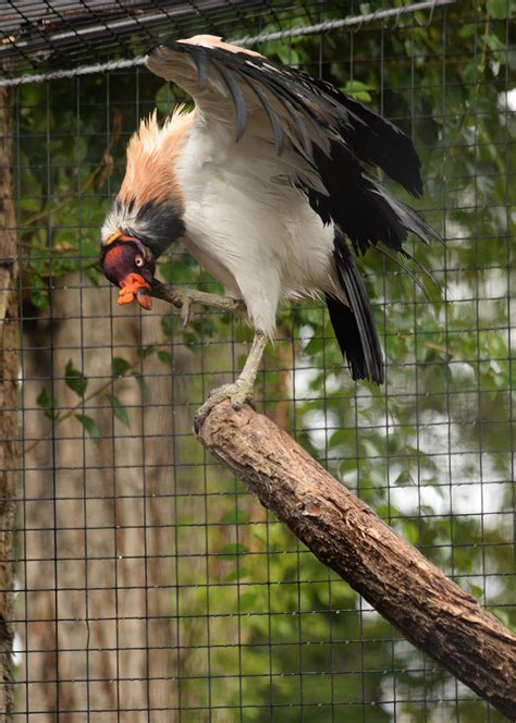A Wet Vulture Is A Cute Vulture By Canislupuscorax On Deviantart