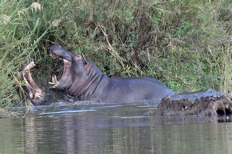 Free Stock Photo Of Hippos Safari Wild Animal
