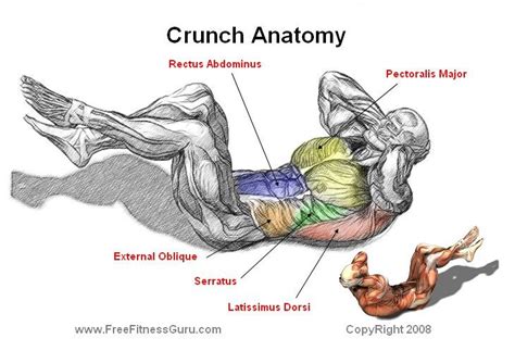 More specifically, this beautifully illustrated anatomy chart includes. FreeFitnessGuru - Crunch Anatomy | Friday workout, Abdominal exercises for men, Abdominal exercises