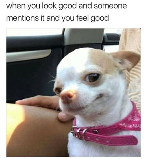 Funny Dog Memes Clean Funny Dog Memes 2019 Dog Meme Face Cute Dog Memes