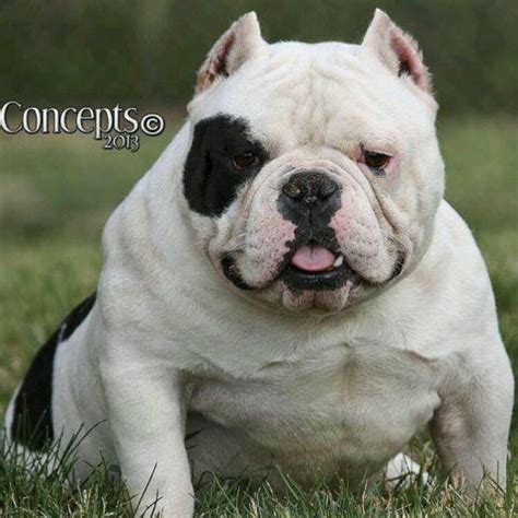 See more ideas about bully dog, bully breeds, american bully. EXOTIC BULLY FEMALE for Sale in Banning, California ...