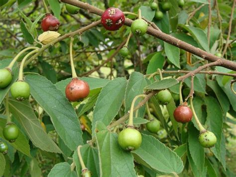 Frutas Com C Museu Língua Portuguesa