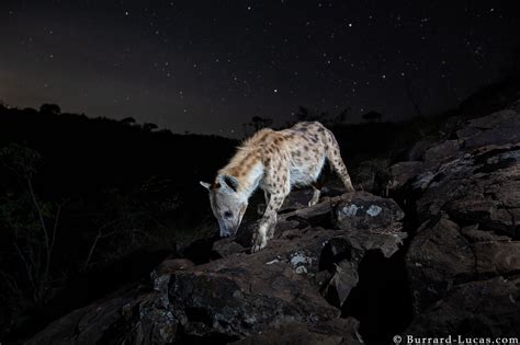 Hyena At Night Burrard Lucas Photography