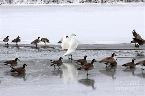 The Ugly Duckling Photograph By Rick Rauzi Fine Art America