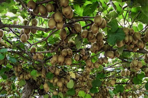 Kiwifruit Plant Care And Growing Guide