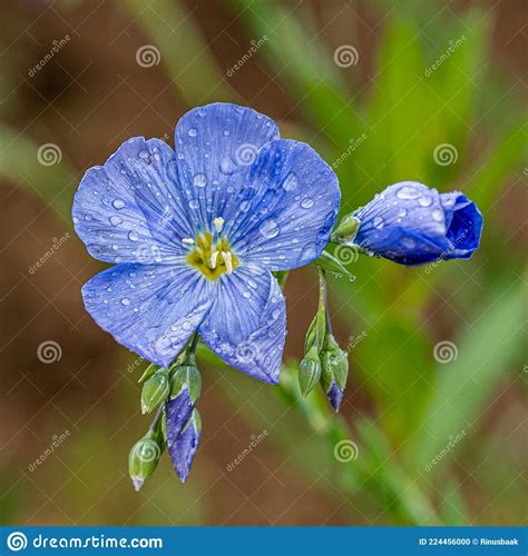 Blue Lewis Flax Stock Photo Image Of Linum Forest 224456000
