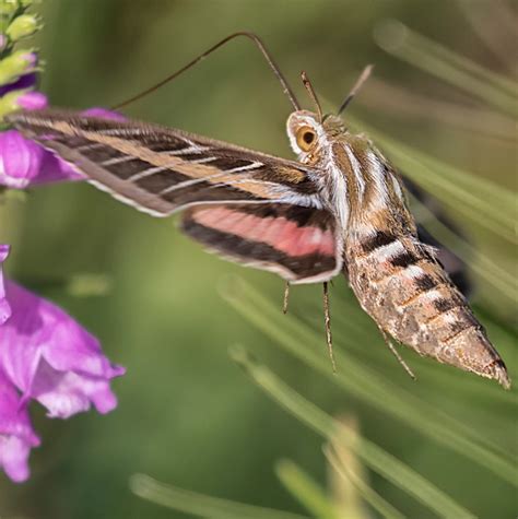 19 Common Moths In California 2023 Bird Watching Hq