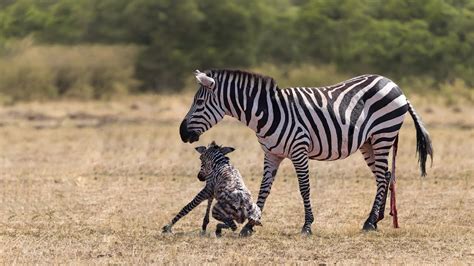 How Zebra Giving Birth In The Wild Youtube